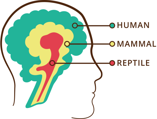 gambar tempat otak reptil berada
